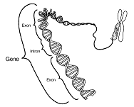 This stylistic schematic diagram shows a gene in relation to the double helix structure of DNA and to a chromosome (right). Introns are regions often found in eukaryote genes which are removed in the splicing process: only the exons encode the protein. This diagram labels a region of only 40 or so bases as a gene. In reality many genes are much larger.